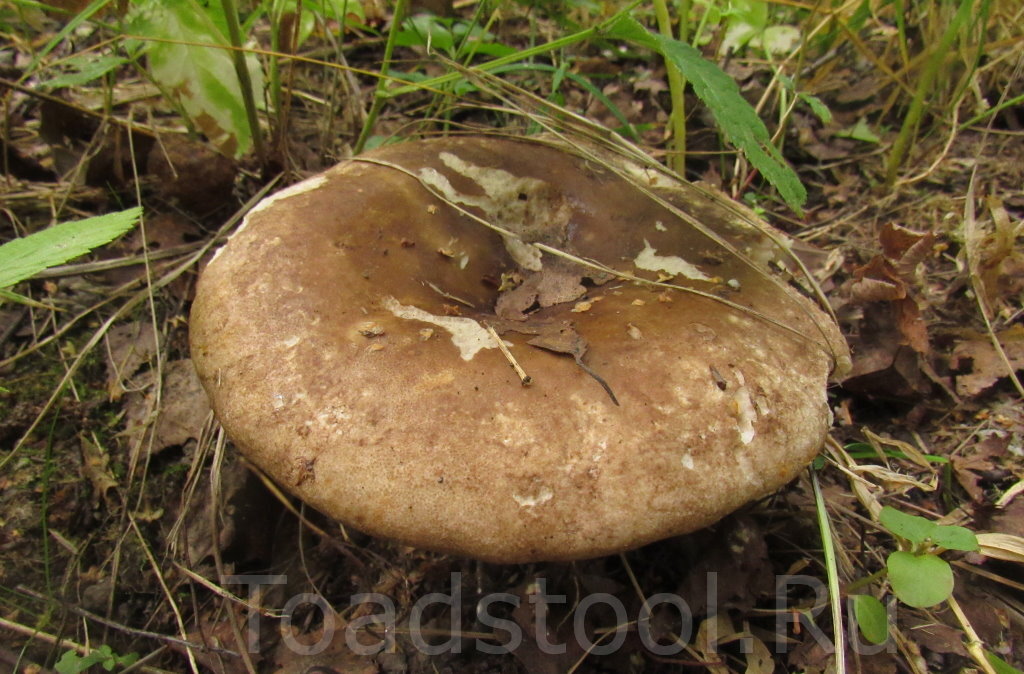 По-моему, этот подгруздок - Russula adusta. Впрочем, кто может знать наверняка? (фото И.Лебединского)