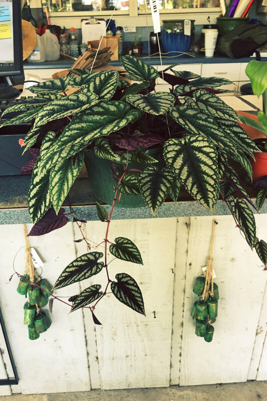 Циссус яванский, или разноцветный