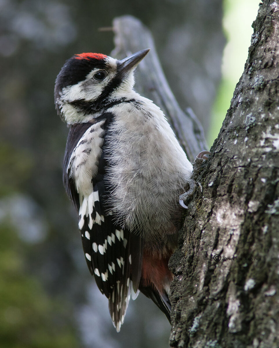 ДЯТЕЛ СЕДОЙ (Picus canus)