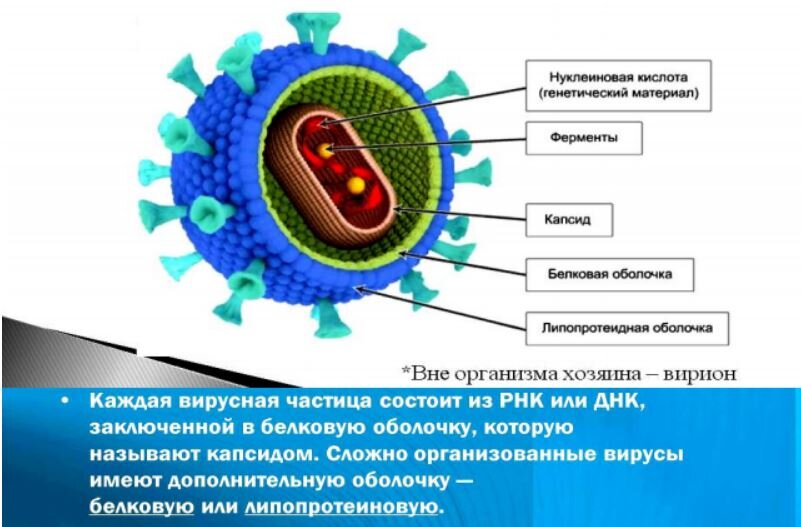 Положительный вирус. Мутация вируса. Белковая оболочка вируса. Вирусы растений. Белковая оболочка вируса называется.