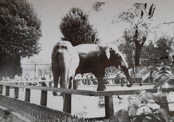 Фотоархив Ленинградского Зоопарка прошлого века