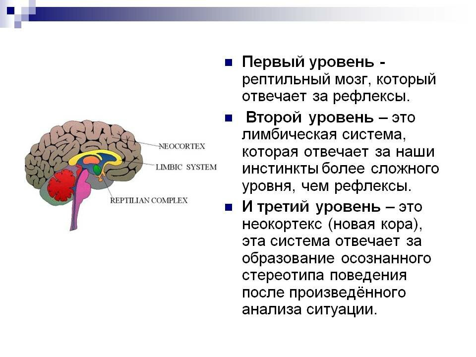 Неокортекс лимбическая система и рептильный мозг. Структура мозга человека 3 уровня. Строение мозга неокортекс. Строение головного мозга + неокортекс.