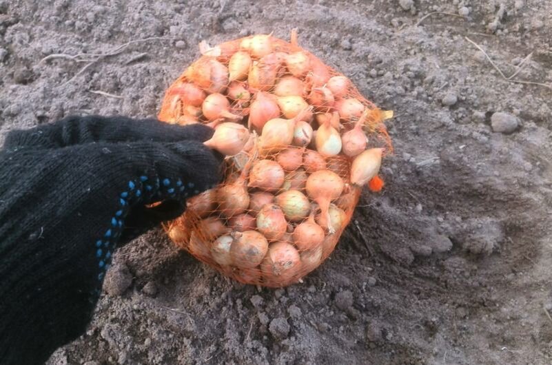 Лук- севок обрабатываю перед посадкой.
