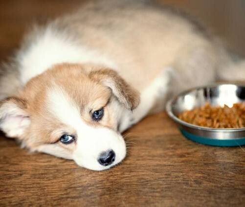 Состояние здоровья собаки