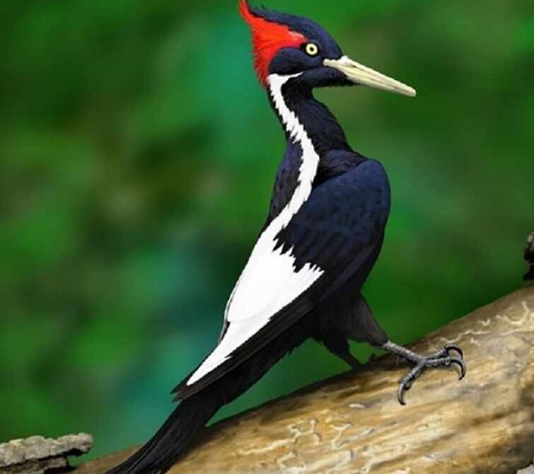 Фото взято из открытых источников. 