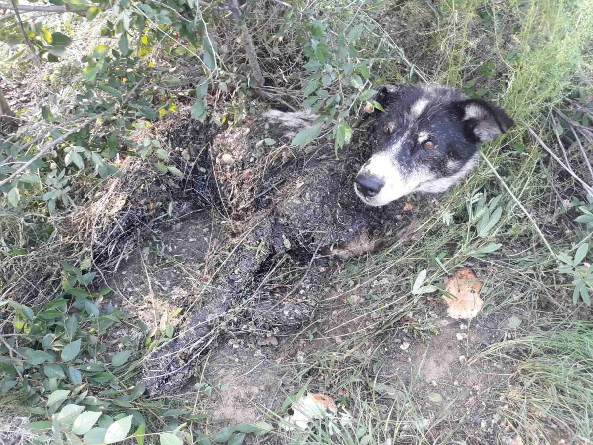 Так выглядел Мэйсон, когда его нашли (фотография Ушки, лапки, хвостик 03, Бурятия)