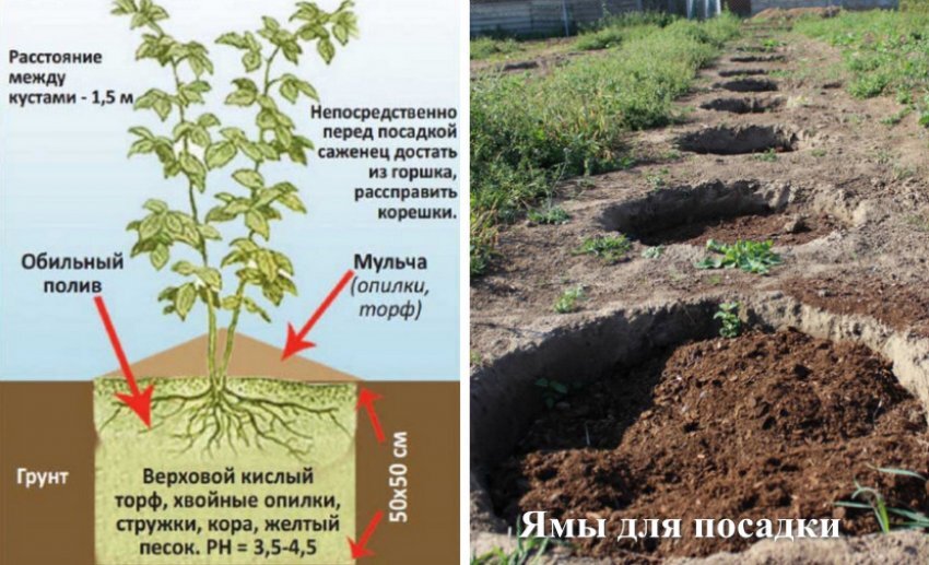 Схема посадки голубики на дачном участке