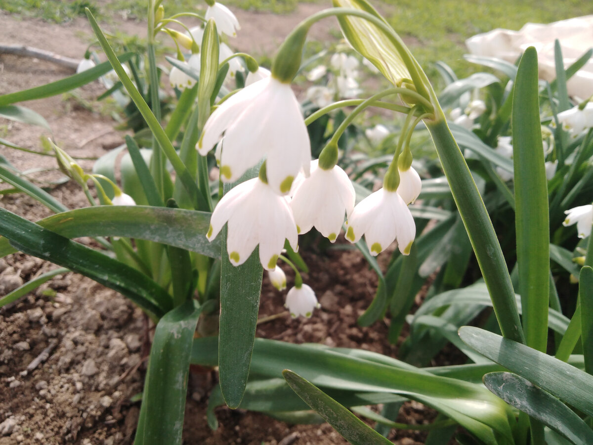 Так цвели подснежники весной 