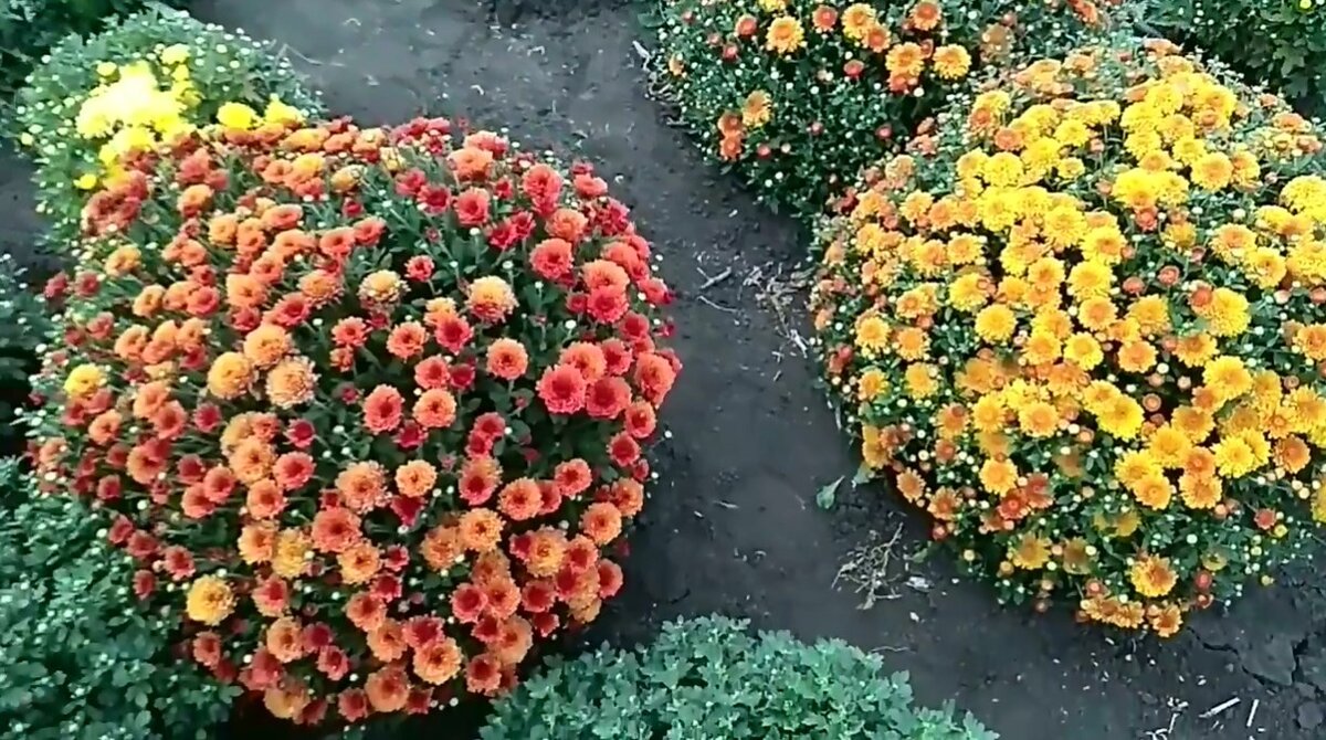 Хризантема мультифлора домой на зиму. Мультифлора Феми. Хризантема мультифлора замерзает весной