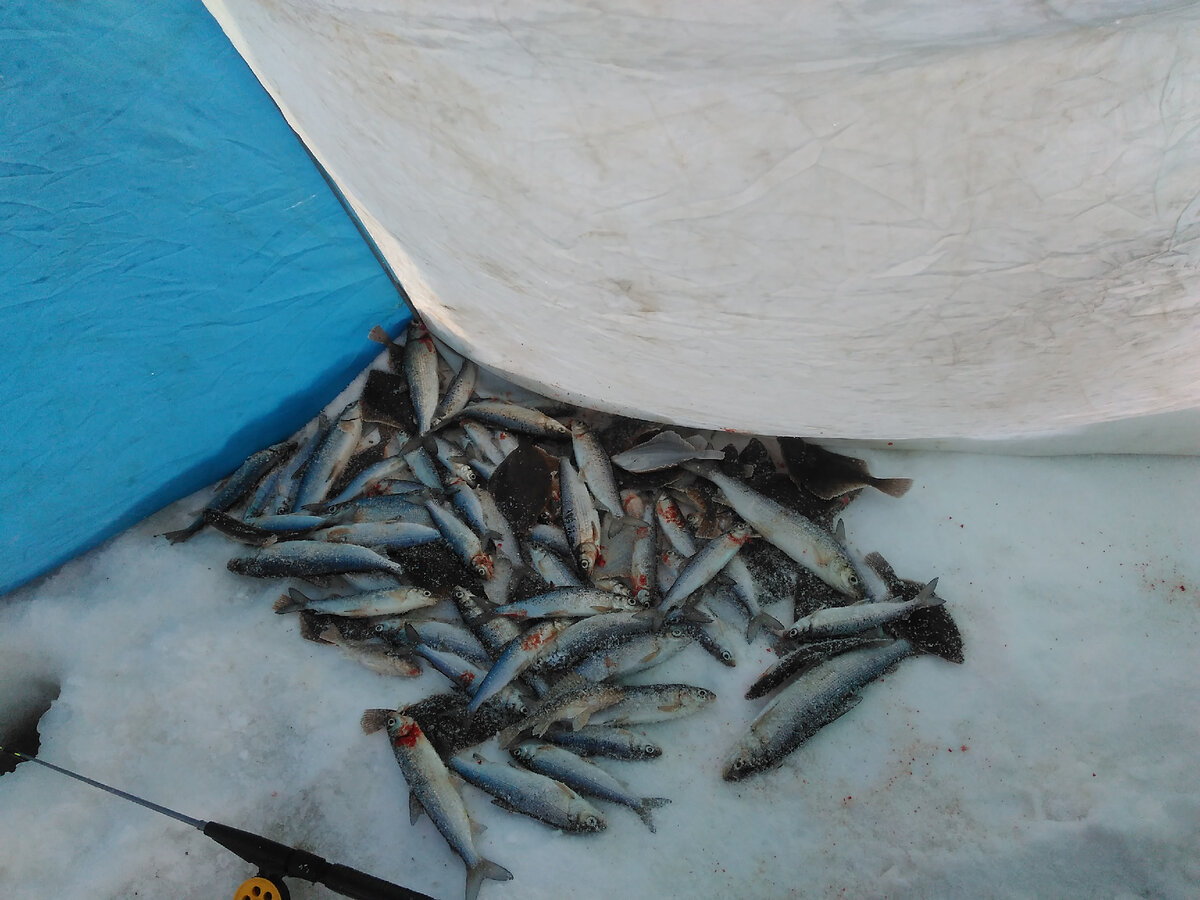 Сиг. Фото с форума Санататур