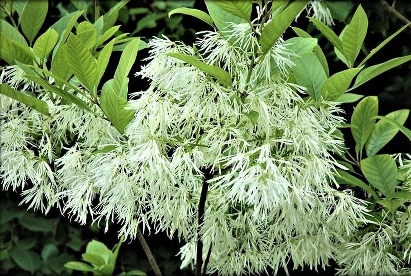  Снежноцвет виргинский. Фото с сайта: https://clck.ru/adokb.