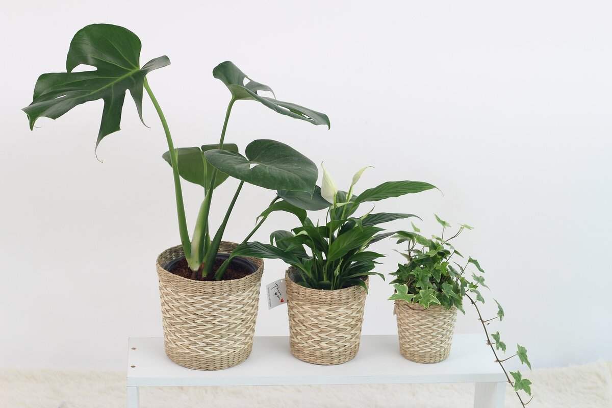 Houseplants растение