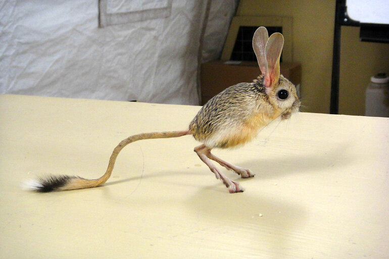 И здесь я тоже могу продемонстрировать тушканчика во всей его красе))