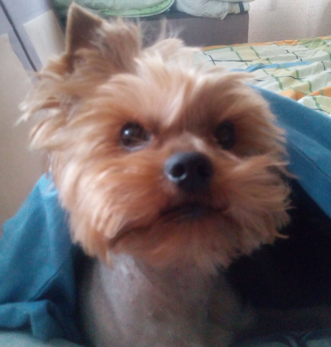 Я спал, но проснулся, кажется, кошку позвали кушать...