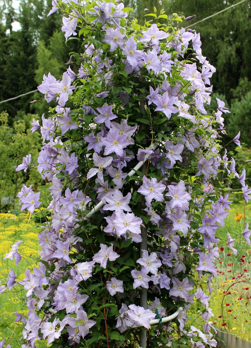 «Голубой ангел»