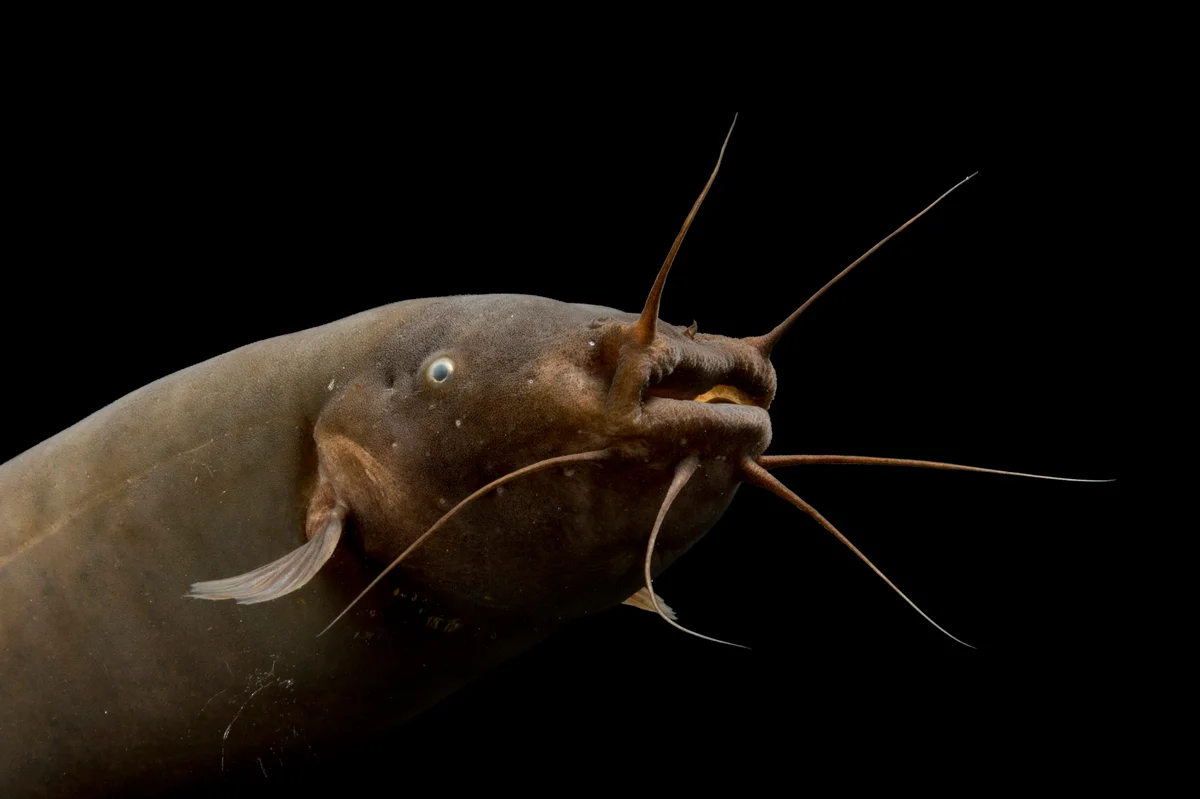 Это я в 12 лет пытаюсь отращивать усы.