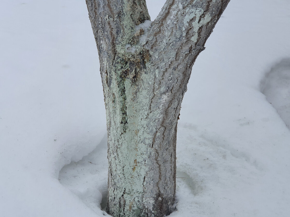 Кора дерева с рубцами