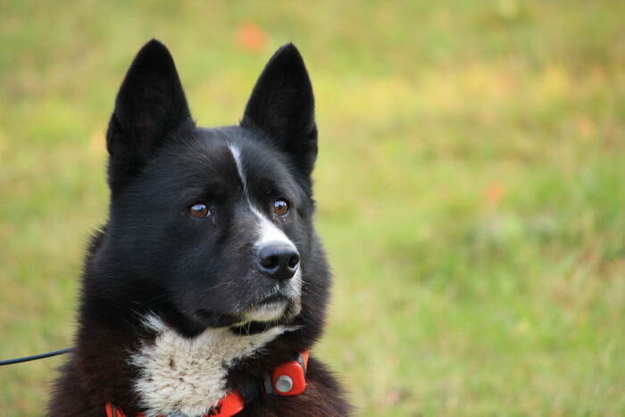 Порода Карельская медвежья собака