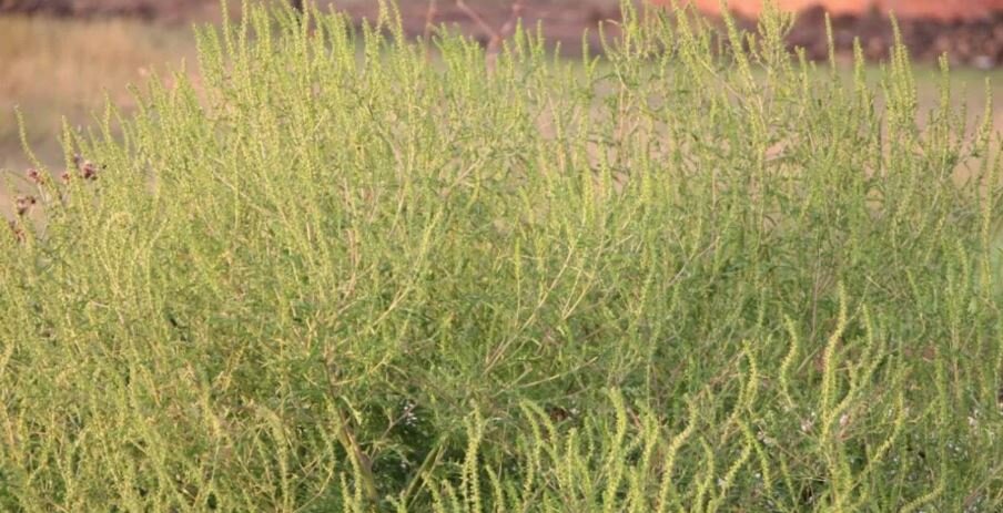 Вот она, ..... здесь идут непечатные ругательства.., цветет..... опять ругательства.....