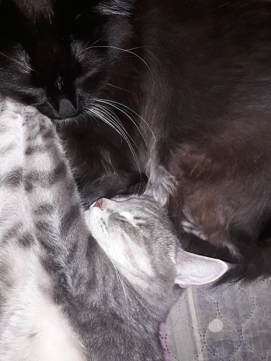 Вот котики о себе думают!