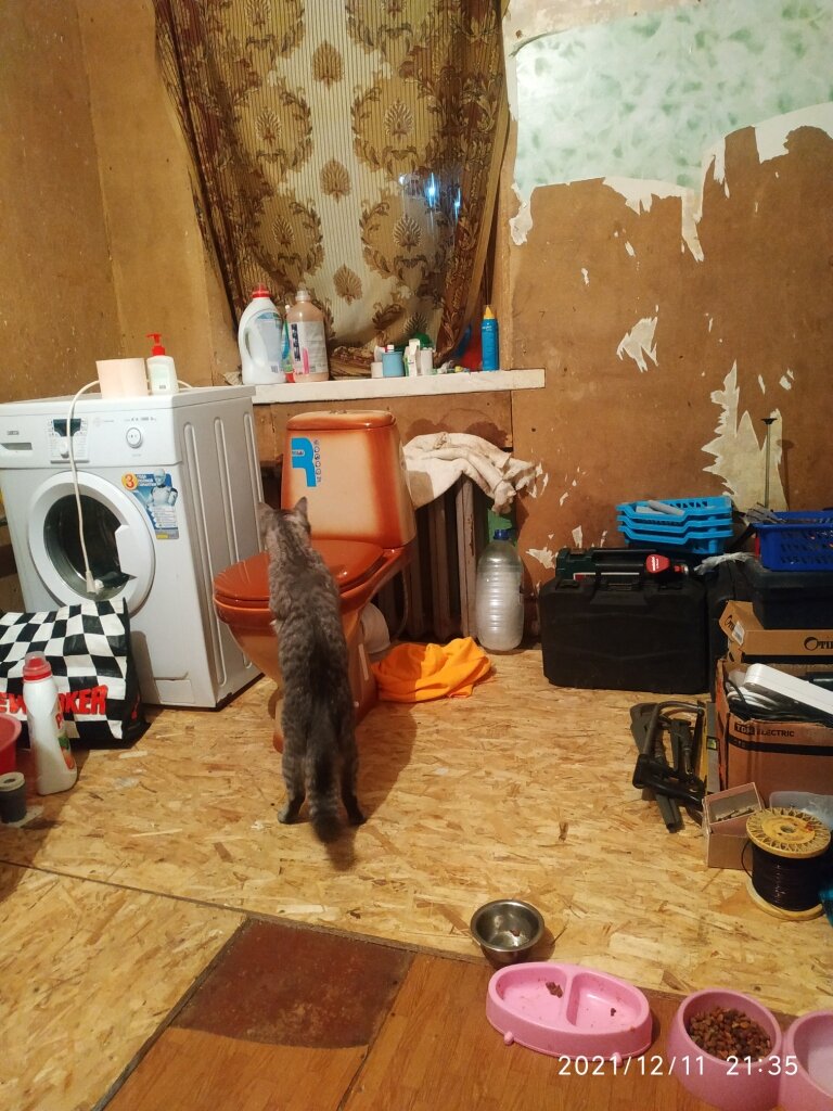 Барсика очень заинтересовало появление в доме странного предмета.