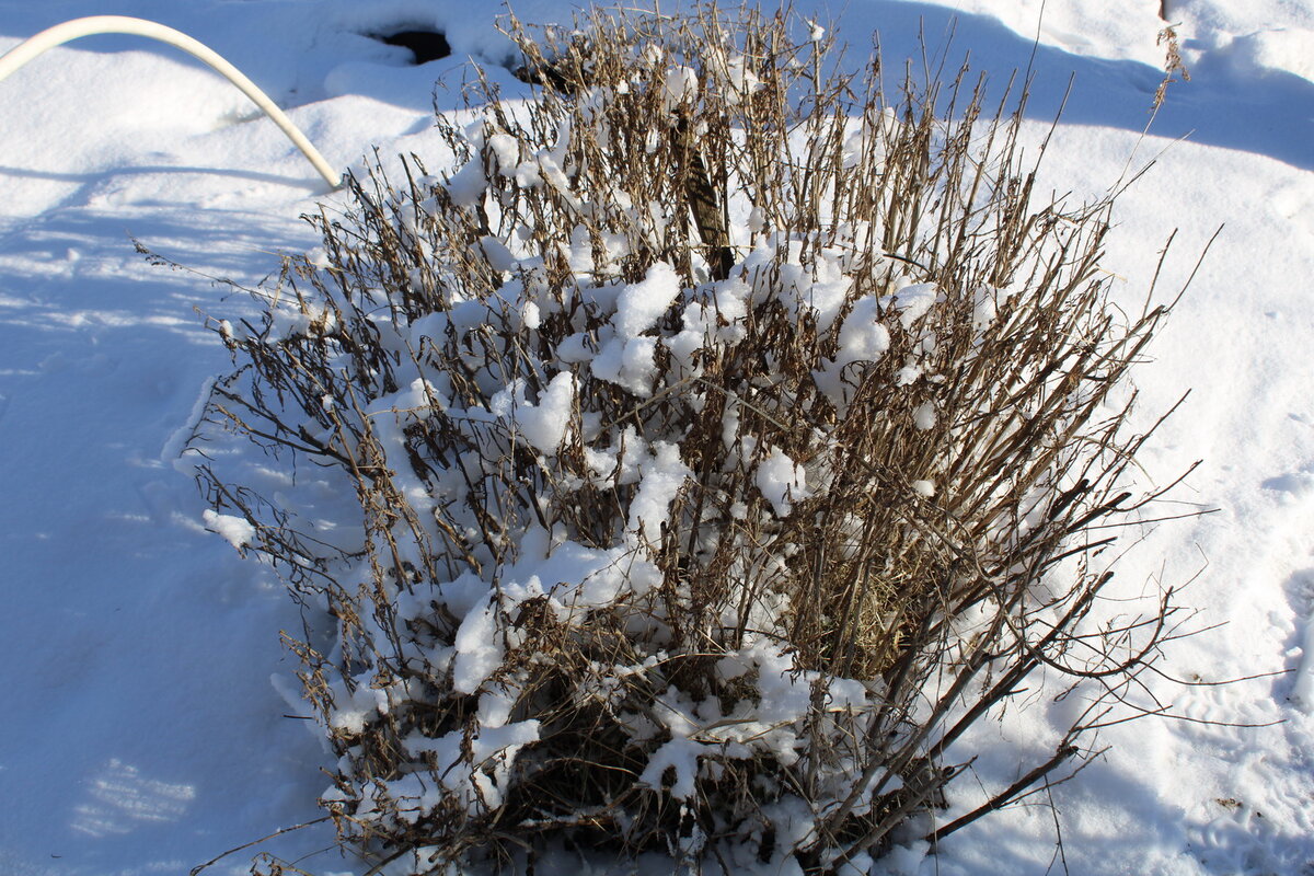 Кустик эстрагона.