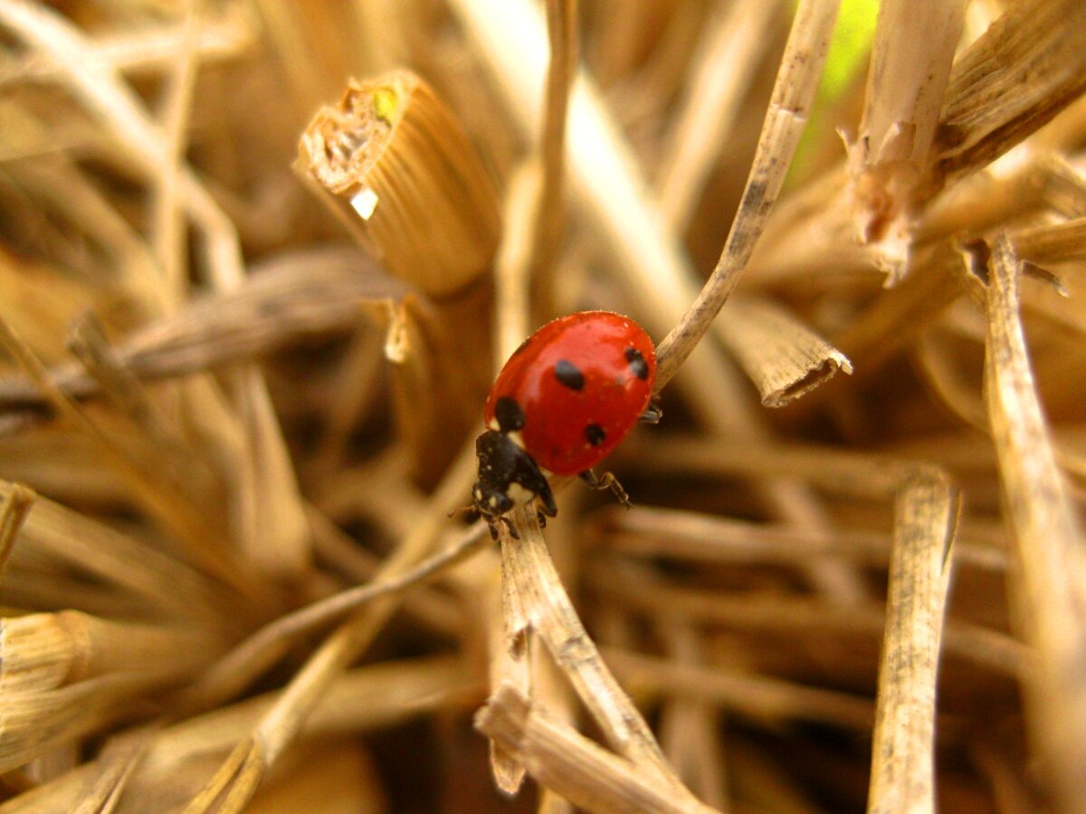 Вот они, садовые помощники, первые букашки