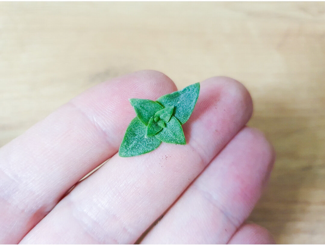 Маленькая крассула перфората не размножается листьями, но отлично черенкуется