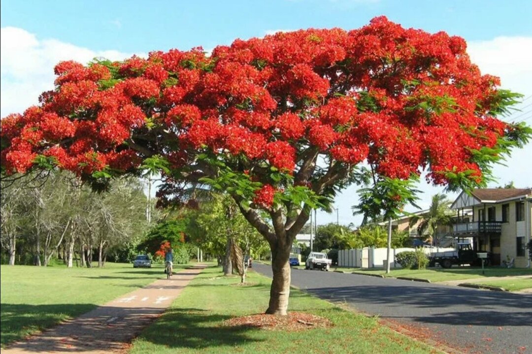 Лириодендрон тюльпановый или тюльпановое дерево. 