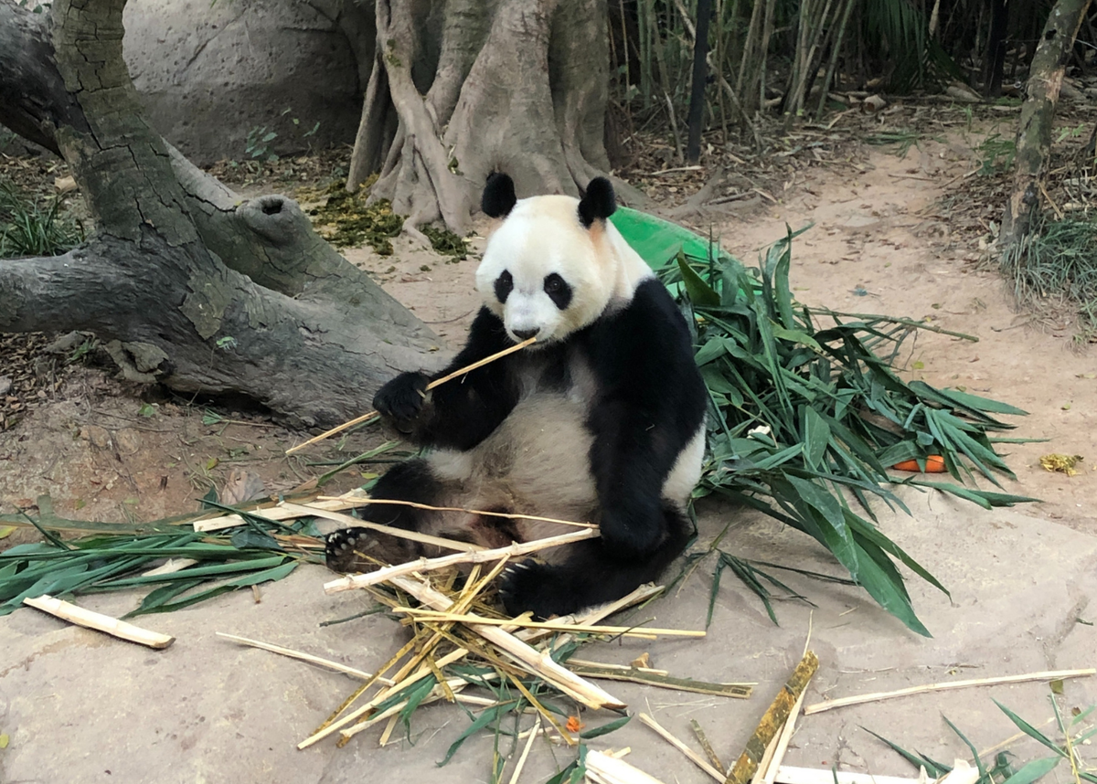 Панда в Гуанджоу.  Сафари-парк Чимелонг