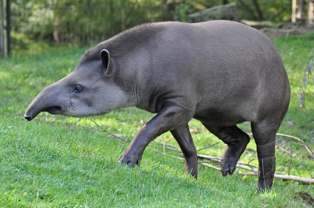 Tapirus kabomani фото