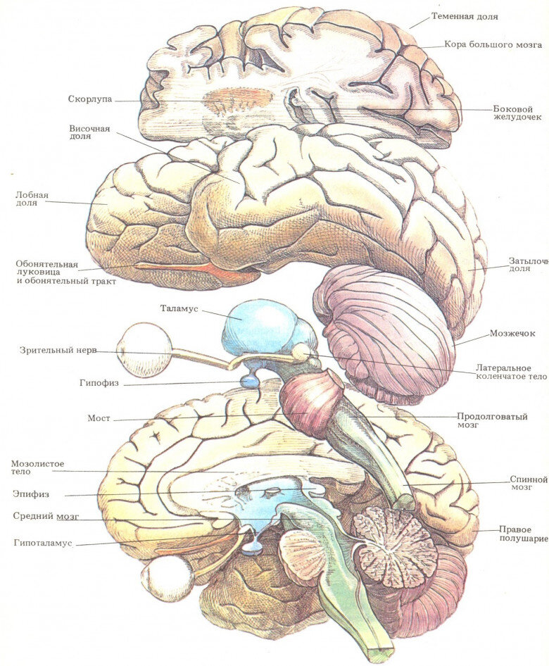 Устройство мозга человека схема