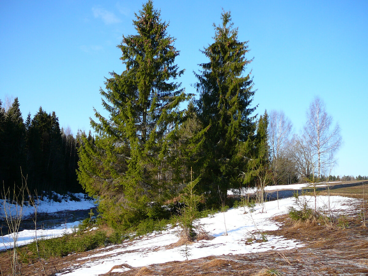 Путь к Йиме