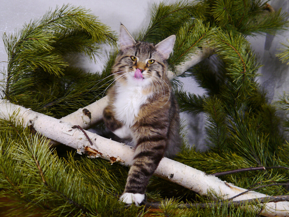 На фото норвежский лесной роскошный котяра Расти! Люблю его бесконечно!