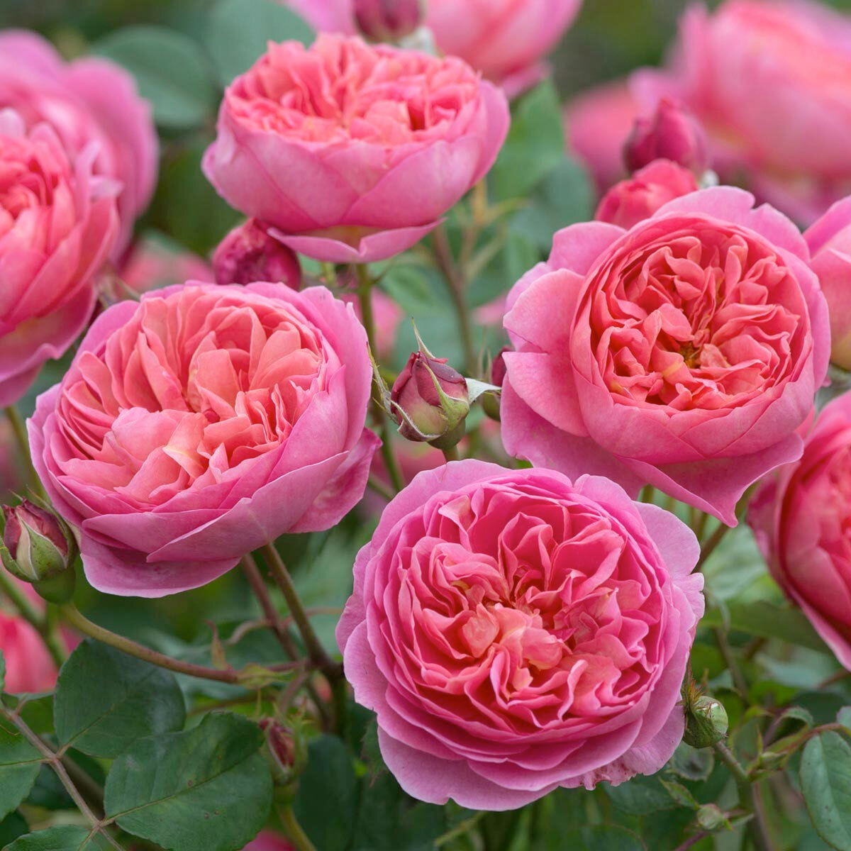 Сорт «Боскобель». Фото David Austin Rose Gardens