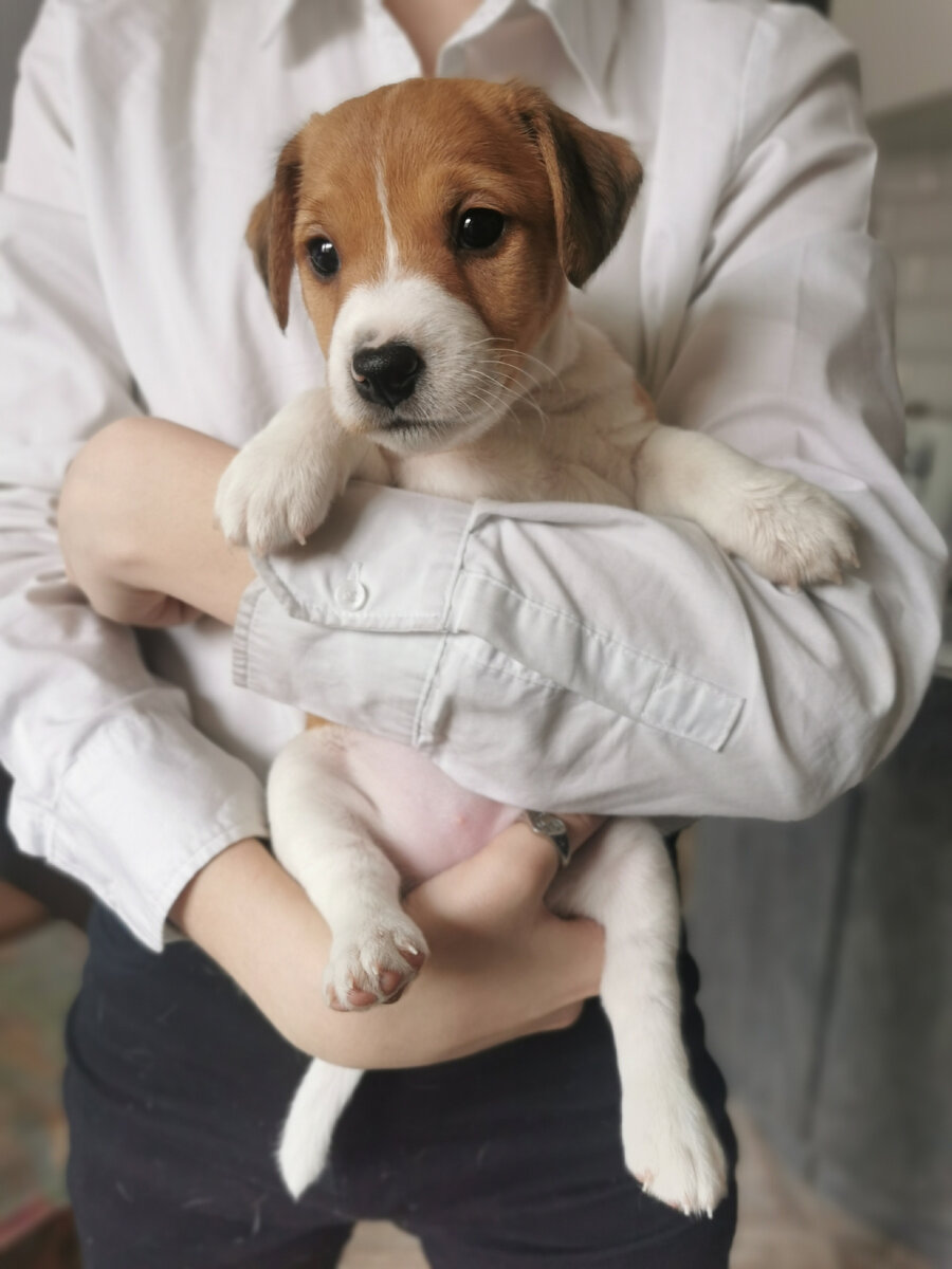 Девочка Рыжуля