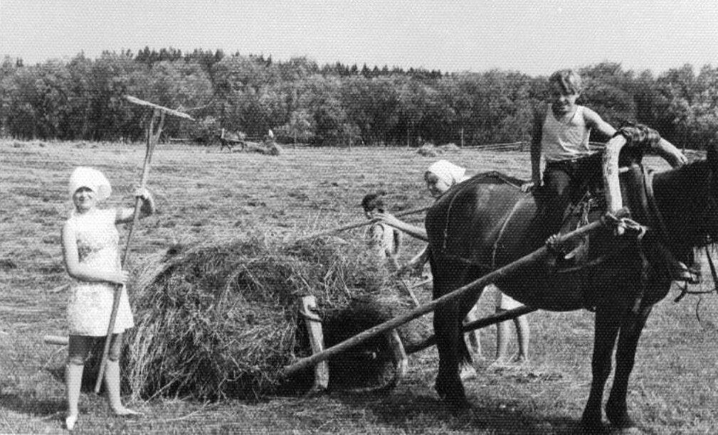 Сенокос в деревня Хорнема в советское время. Фотографией поделился Владимир Маймистов на стене группы ВК "История Выйского края в старых фотографиях".