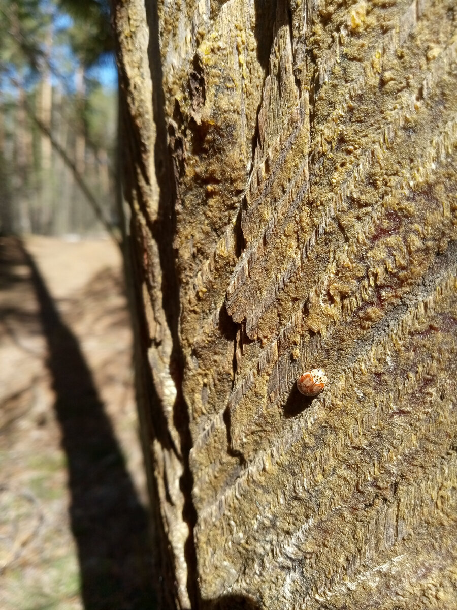 Коровка сосновая