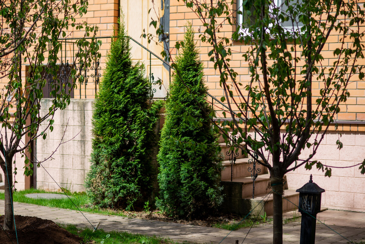 Пара элегантных туй украсит крыльцо