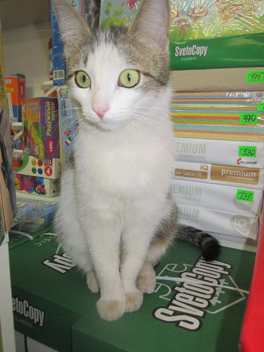 Вот уже 5 лет кошечка кормится у магазина. В Нефтекамске - это райские условия. Ведь город переполнен выброшенными породистыми животными. И даже котят пристроить нельзя. 