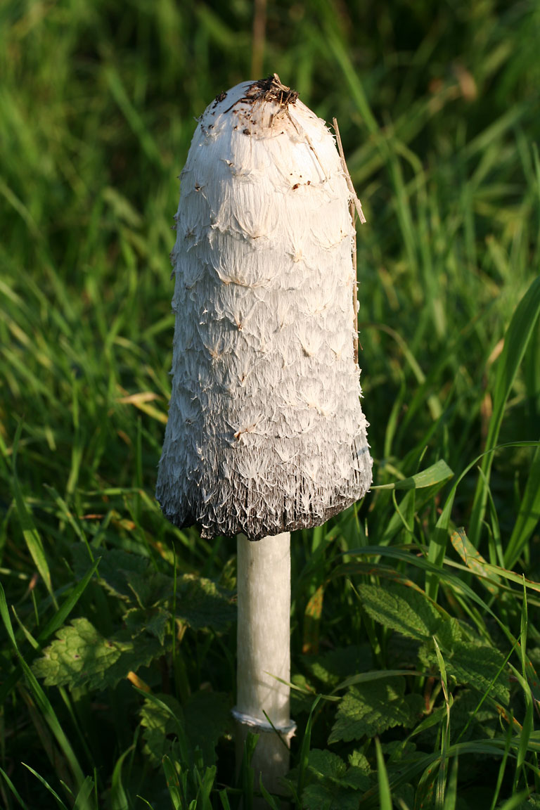 Грибы длинные. Копринус гриб навозник. Навозник белый Coprinus comatus. Гриб навозник белый съедобный. Грибы на навозе.