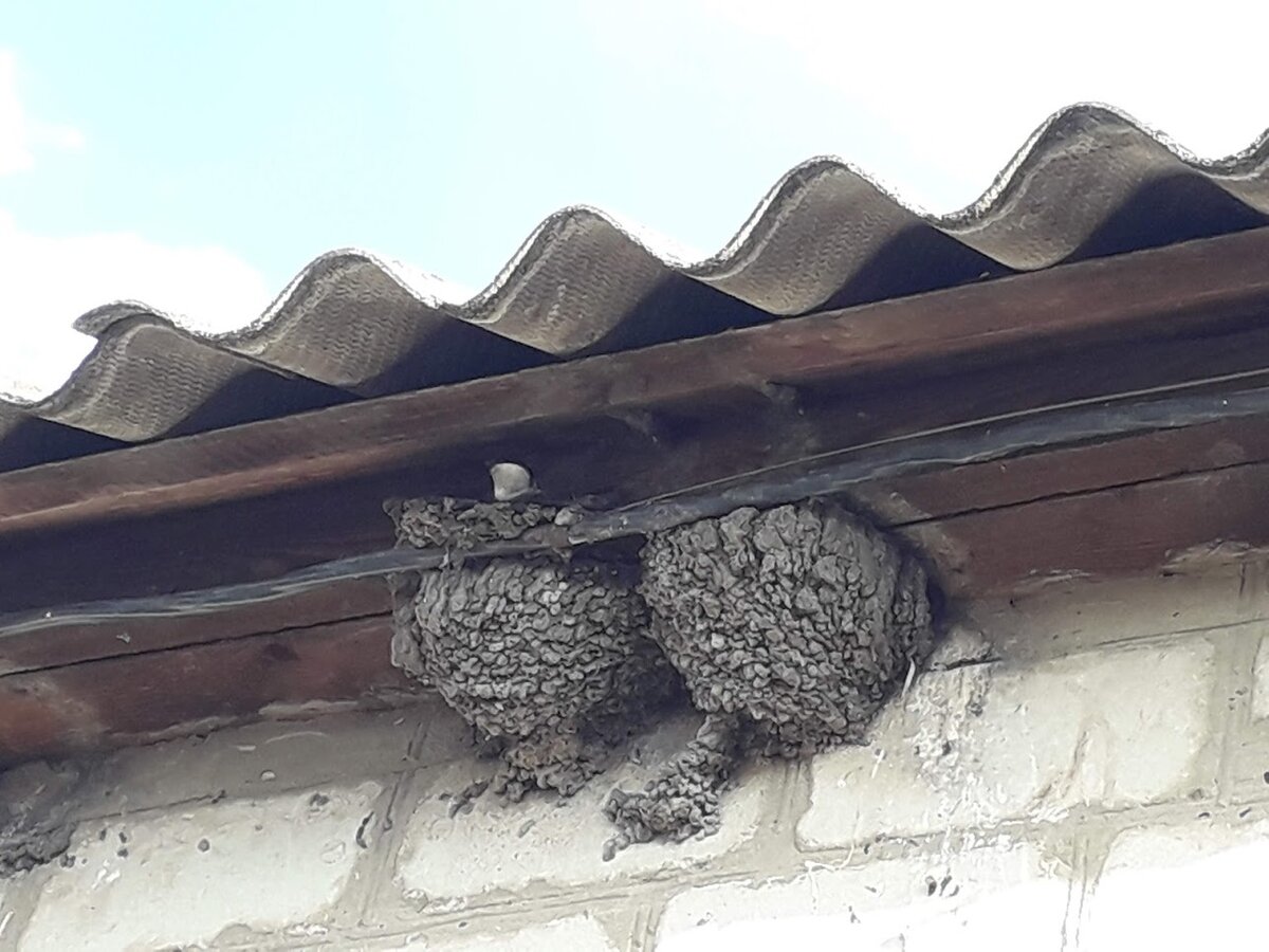 ласточкины гнезда под крышей гаража