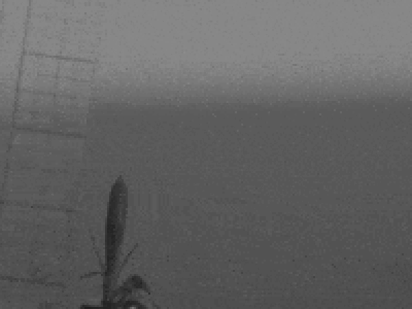 Разлет дисковидных семян руэллии (Ruellia ciliatiflora) после разрыва плода E. S. Cooper et al. / Journal of The Royal Society Interface, 2018