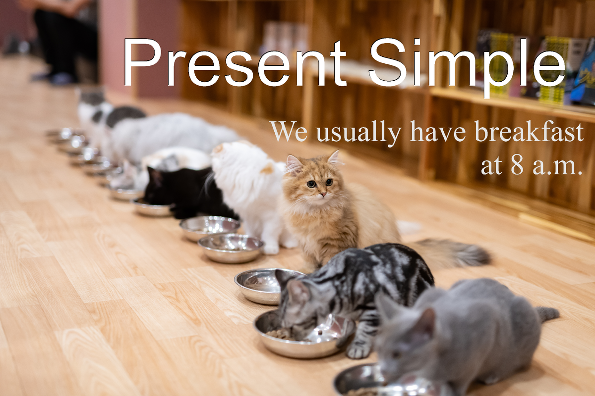 Present Simple Tense: все, что нужно о нем знать! | English Cats | Дзен