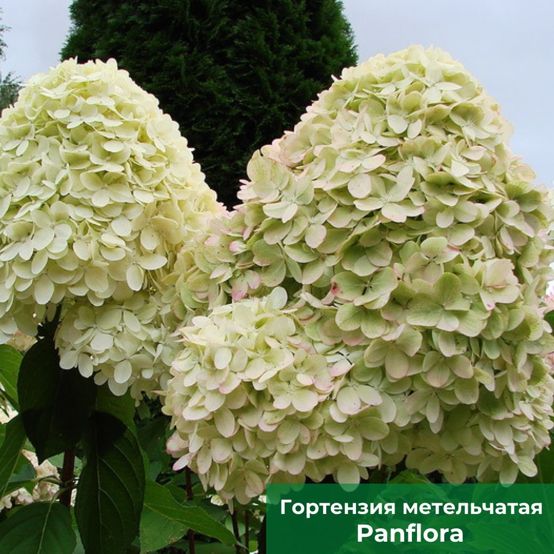 Гортензия метельчатая Panflora