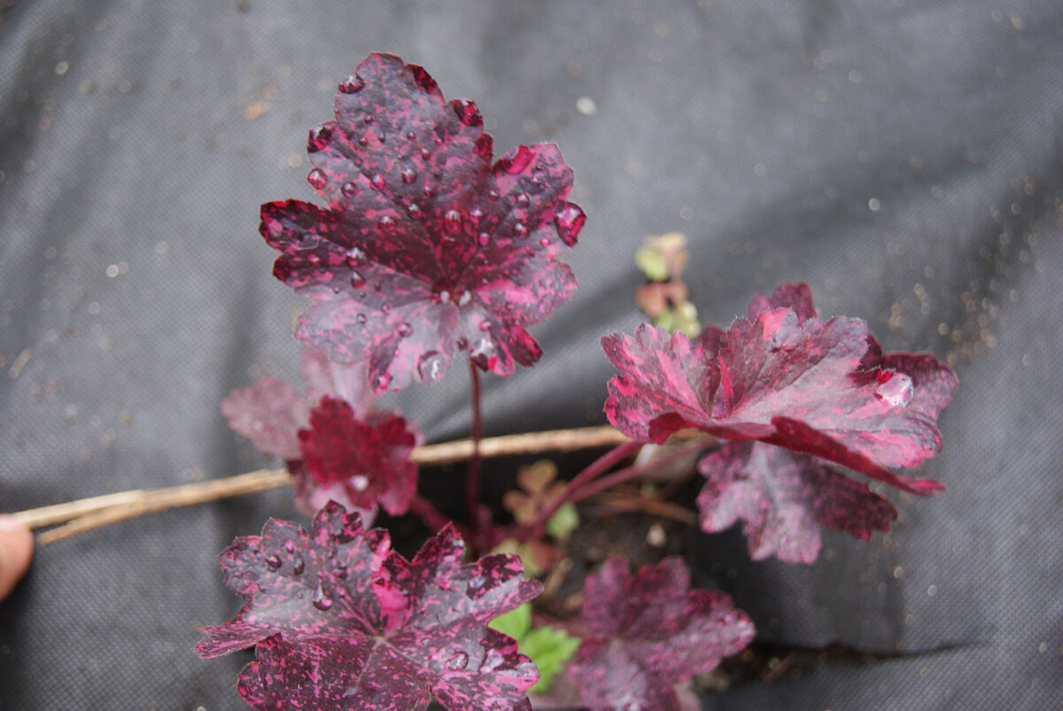 Гейхера Миднайт Роуз Midnight Rose