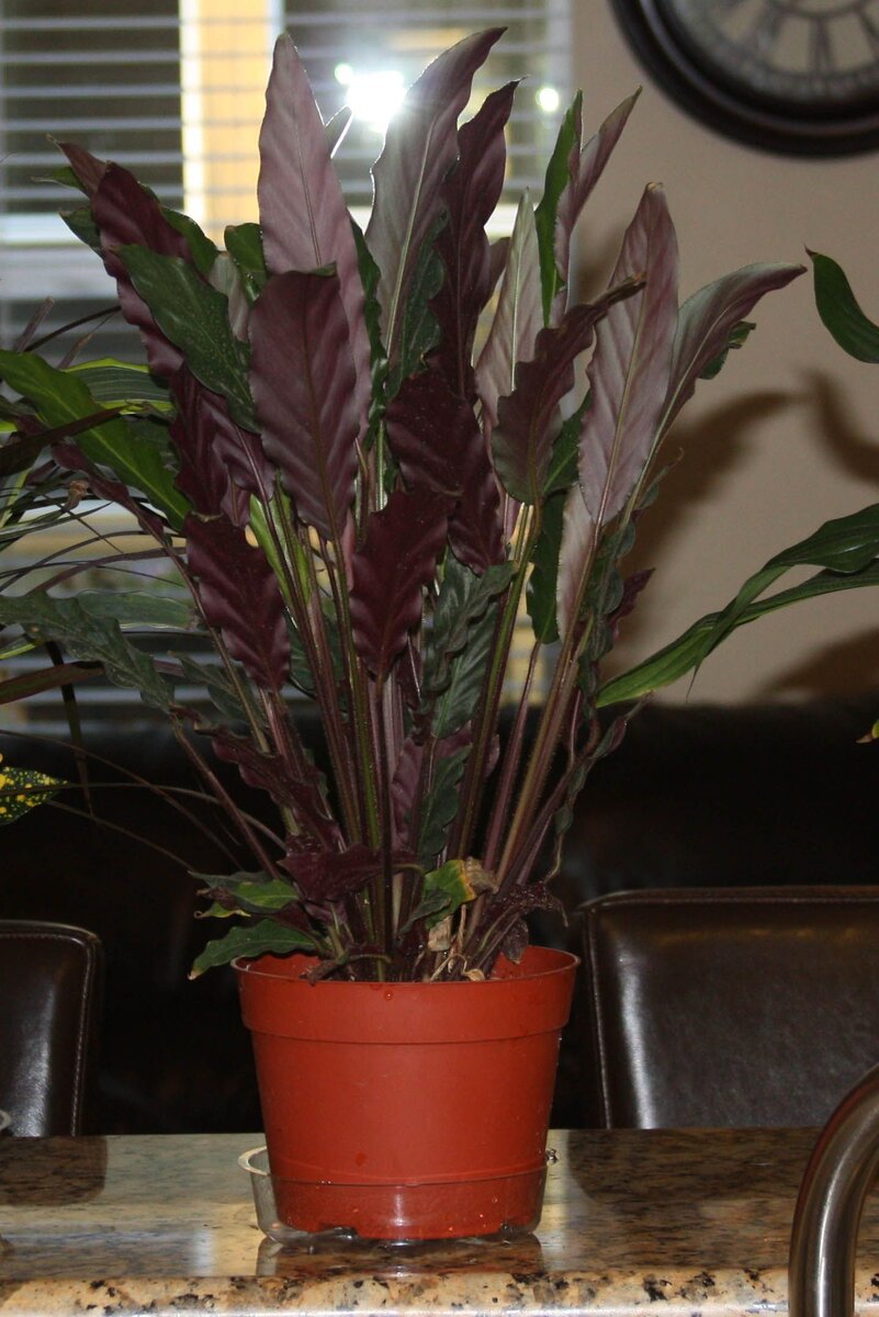 Калатея Руфибарба вечером (фото из интернета). 