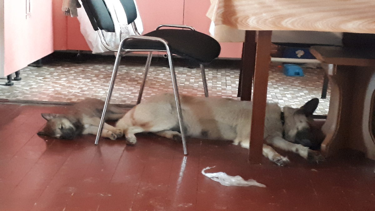 Какие же они смешные