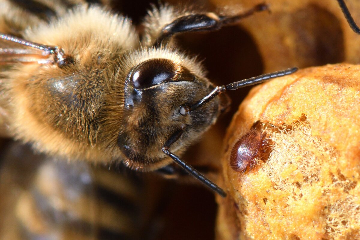 Пчела карника фото крупным планом