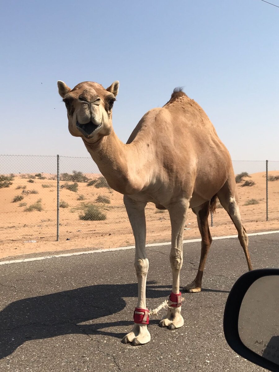 Верблюд вышел пройтись на дорогу